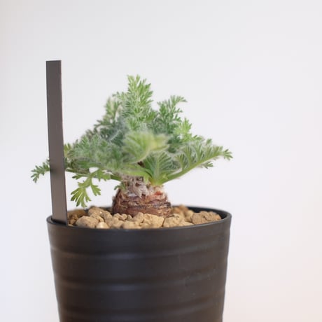 ペラルゴニウム アッペンディクラツム / pelargonium appendiclatum / KN1355