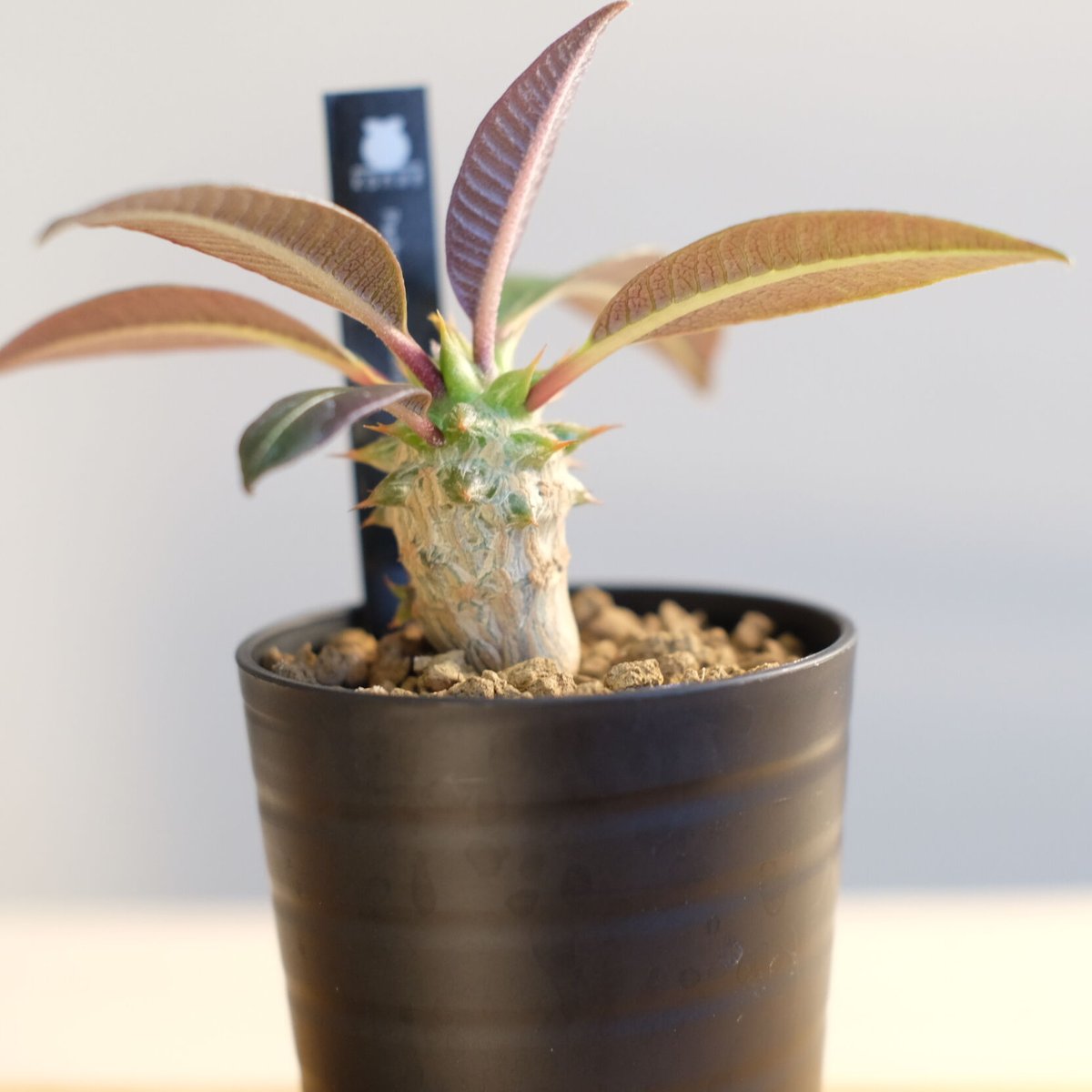 パキポディウム・ウィンゾリー、ウィンゾリーxバロニーhb セット⑧ パキポディウム・ウィンゾリー、ウィンゾリーxバロニーhb セット