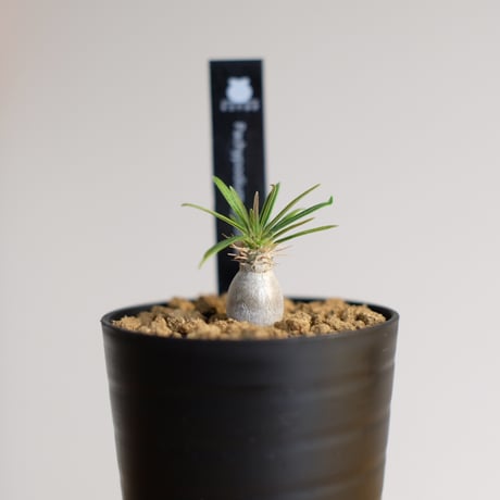 パキポディウム グラキリス / Pachypodium gracilius