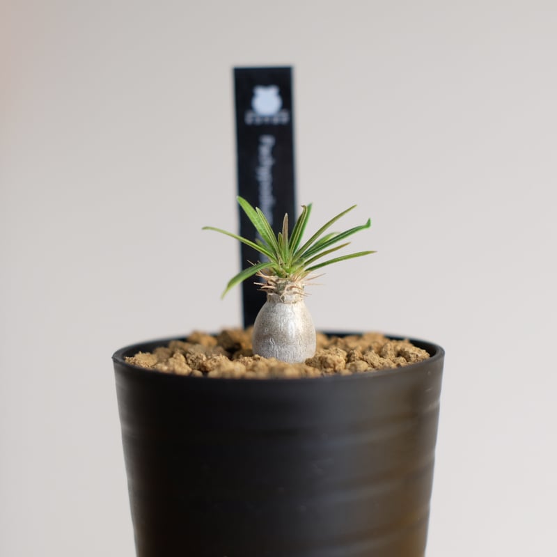 パキポディウム グラキリス / Pachypodium gracilius | 塊根植物
