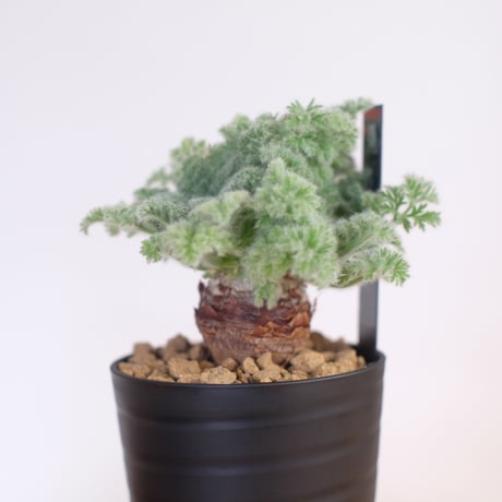 ペラルゴニウム アッペンディクラツム / pelargonium appendiclatum / KN1377