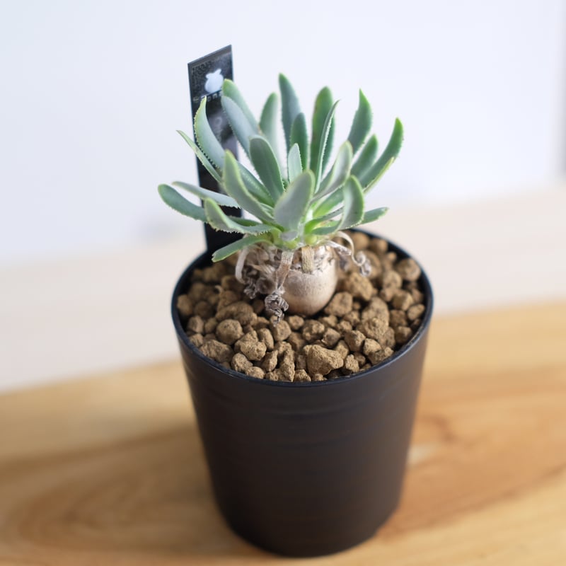 オトンナ レトロルサ / Othonna retrorsa | 塊根植物 小苗専門店