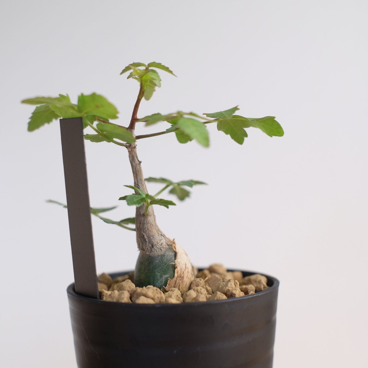 Bursera fagaroides ブルセラファガロイデス ブルセラ ファガロイデス / Bursera fagaroides / KN1322 | 塊根