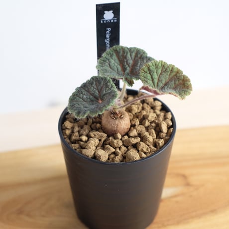 ペラルゴニウム バークリー / Pelargonium barklyi