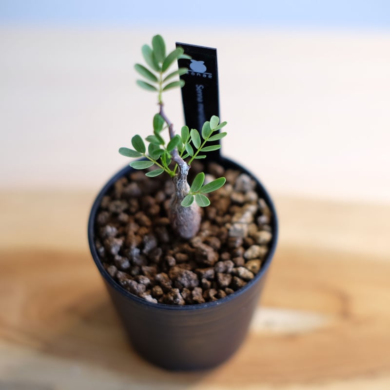 センナ メリディオナリス / Senna meridionalis / KN1003 | 塊根