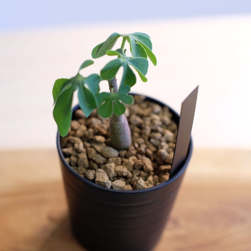 9月入荷 アデニア グラウカ 10粒 種 種子 証明書あり2608 コーデックス：アデニア グラウカ*塊根幅10cm 現品！一品限り