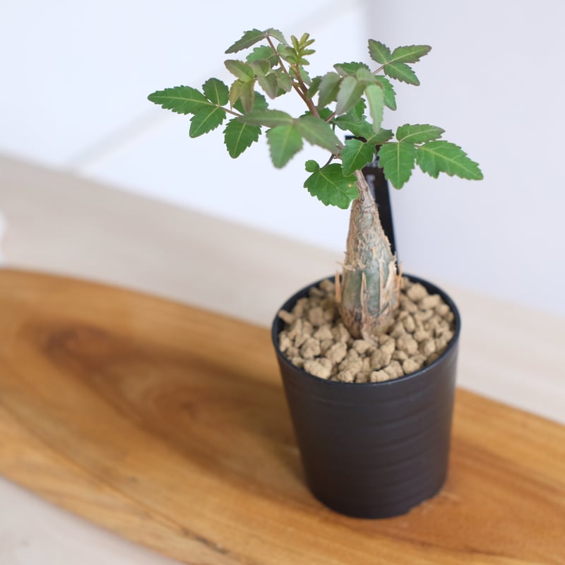 ブルセラ ファガロイデス / Bursera fagaroides / KN1333 | 塊根