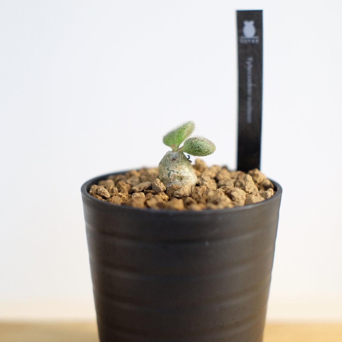 チレコドン ノルテーイ / Tylecodon nolteei | 塊根植物 小苗専門店 konae