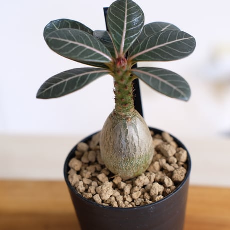 アデニウム ソコトラナム（純血）/ Adenium socotranum / KN1544