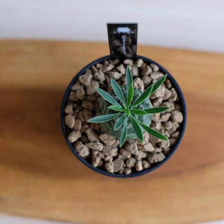 ユーフォルビア オベサ×鉄甲丸 / Euphorbia obesa×bupleurifolia / KN1559