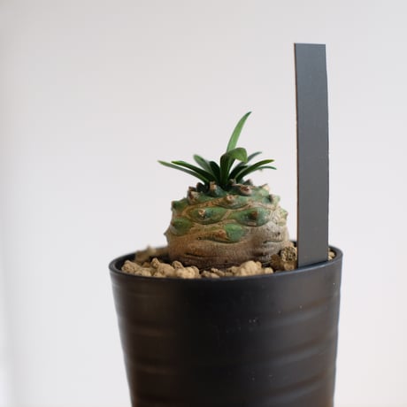 ユーフォルビア オベサ×鉄甲丸　Euphorbia obesa×bupleurifolia / KN1436