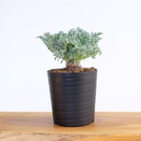 ペラルゴニウム アッペンディクラツム / pelargonium appendiclatum / KN1399