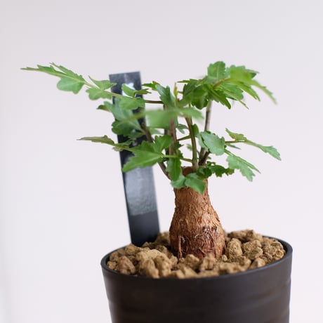 ブルセラ ファガロイデス / Bursera fagaroides / KN1529