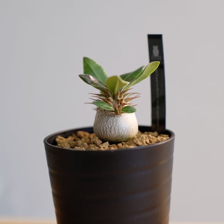 パキポディウム マカイエンセ / Pachypodium makayense / KN1010