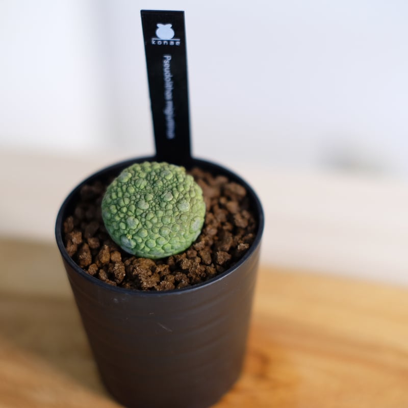 プセウドリトス ミギウルティヌス / Pseudolithos migiurtinus