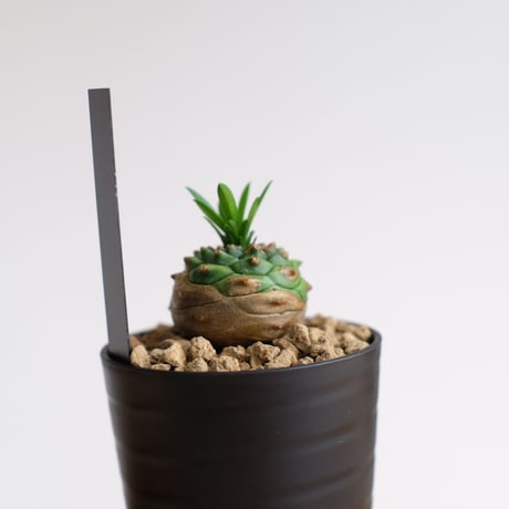 ユーフォルビア オベサ×鉄甲丸 / Euphorbia obesa×bupleurifolia / KN1501