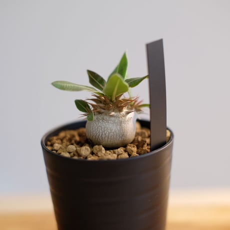 パキポディウム マカイエンセ / Pachypodium makayense / KN1010