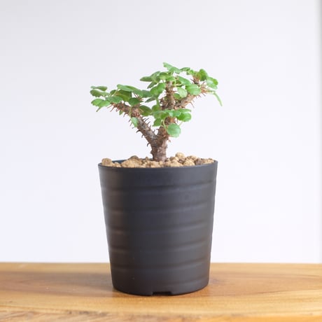 ペラルゴニウム ゼロフィトン / Pelargonium xerophyton / KN1346