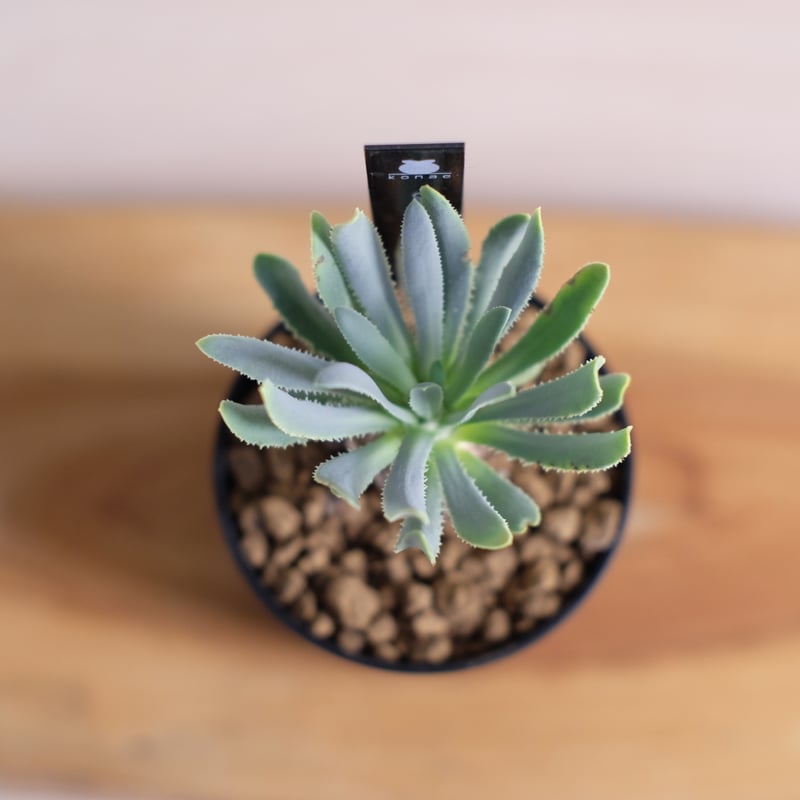 ユーフォルビア　オトンナ　レトロルサ　大株 isla del pescado - Othonna retrorsa-オトンナ・レトロルサ