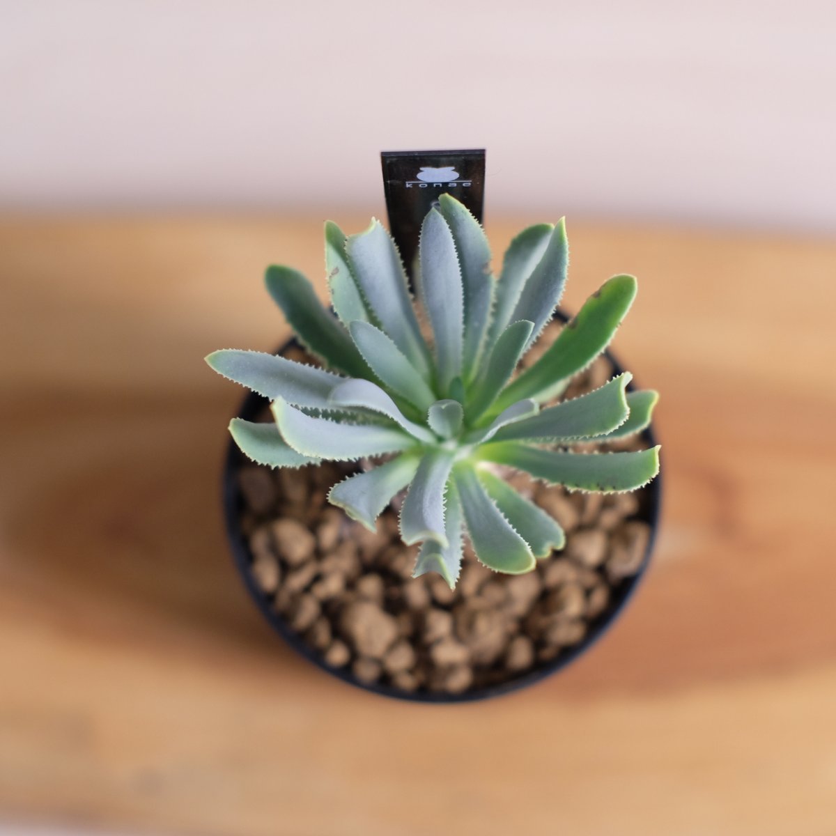 オトンナ レトロルサ / Othonna retrorsa | 塊根植物 小苗専門店 オトンナ レトロルサ / Othonna retrorsa | 塊根植物 小苗専門店