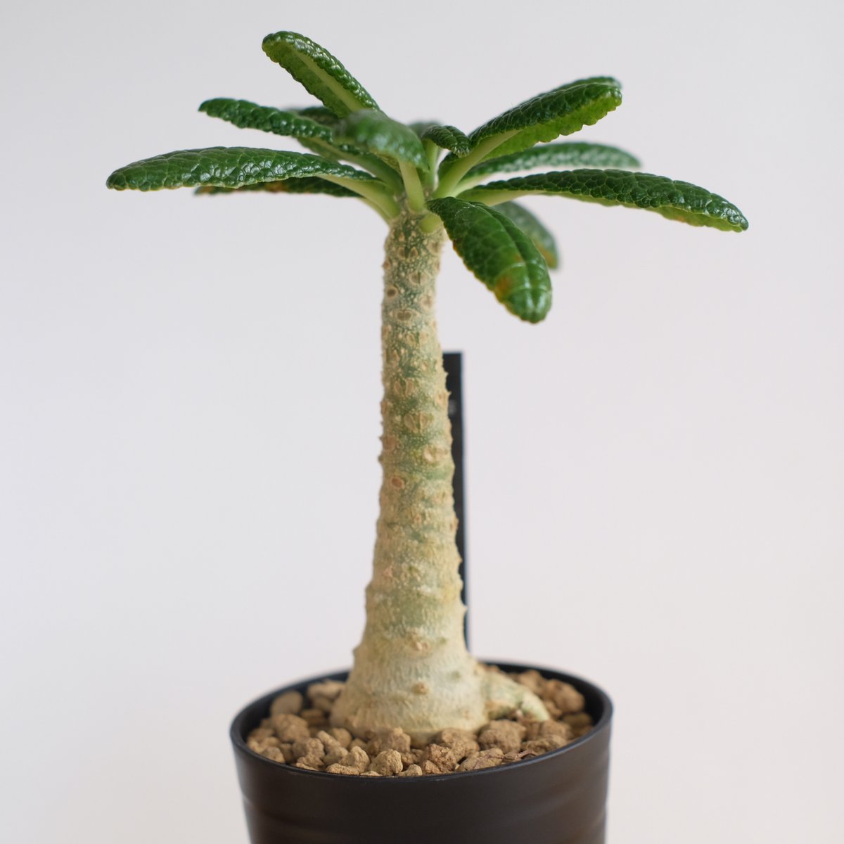 ドルステニア ギガス / Dorstenia gigas / KN1254 | 塊根植物