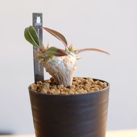 パキポディウム バロニー×ウィンゾリー / Pachypodium baronii×Windsorii