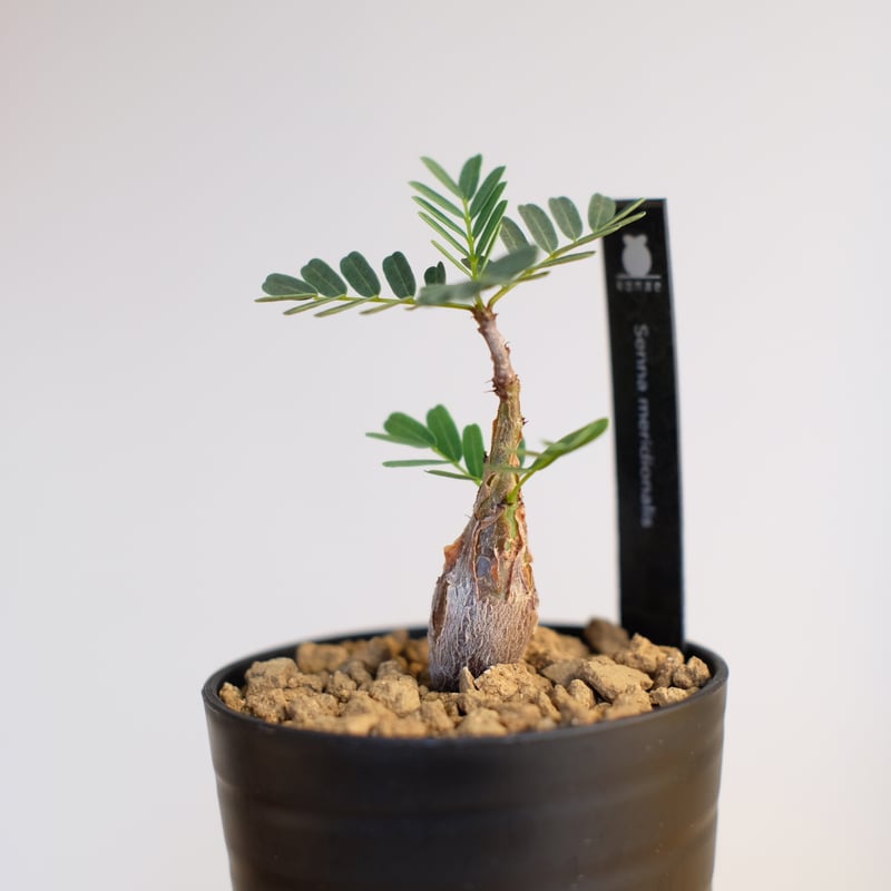 センナ メリディオナリス / Senna meridionalis | 塊根植物 小苗 センナ メリディオナリス / Senna meridionalis | 塊根植物 小苗