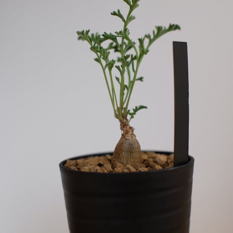 ペラルゴニウム パキポディウム / Pelargonium sp. cf. pachypodium