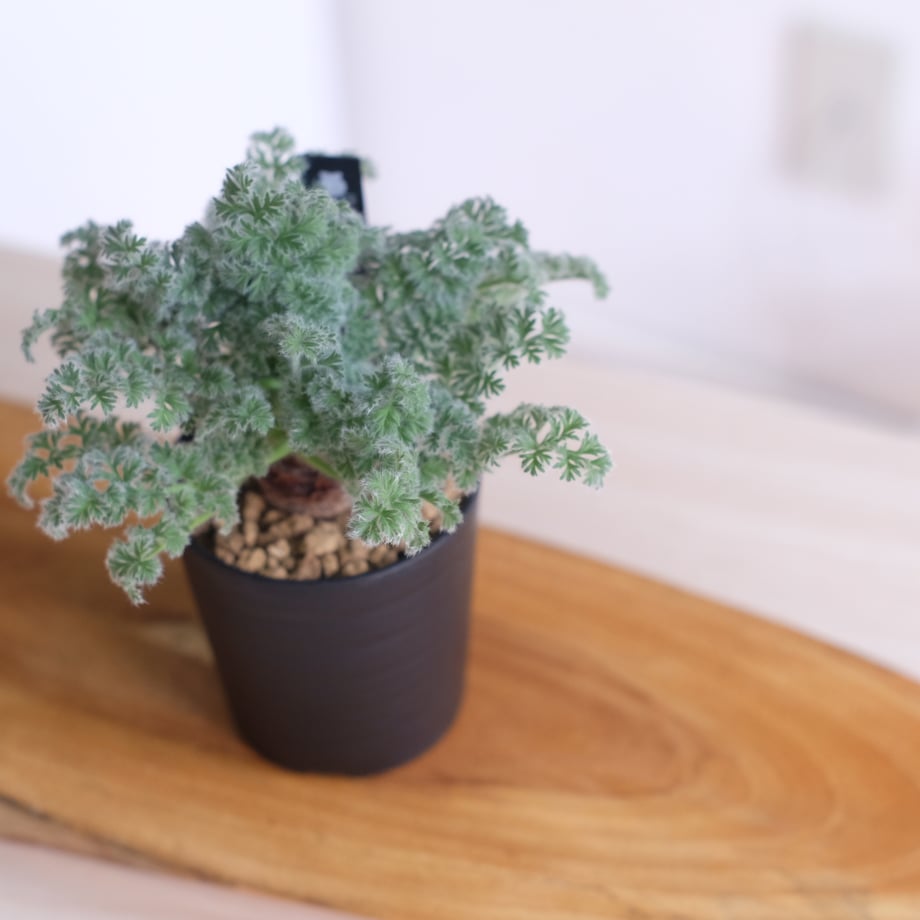 6969f465c56f4815803ee26d