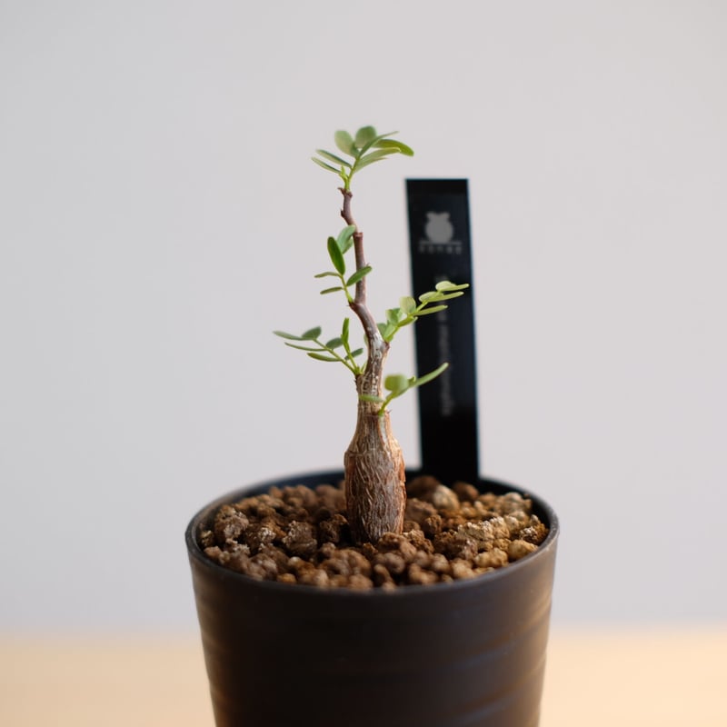 多肉植物Senna meridionalis 沙漠蘇木 メリジョナリス センナ isla del pescado - Senna meridionalis-センナ・メリディオナリス