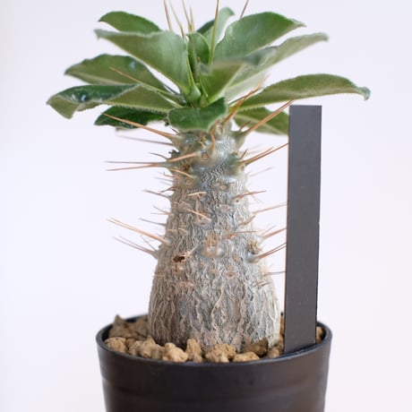 パキポディウム サンデルシー / Pachypodium saundersii / KN1516