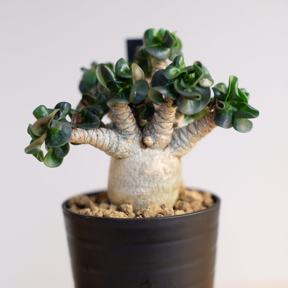 うぐたん Dorset Horn Adenium ＋V2ハックA 鉢植え うぐたん様 専用 Dorset Horn Adenium ＋V2ハックA 鉢植え 【公式通販】