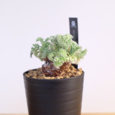 ペラルゴニウム アッペンディクラツム / pelargonium appendiclatum