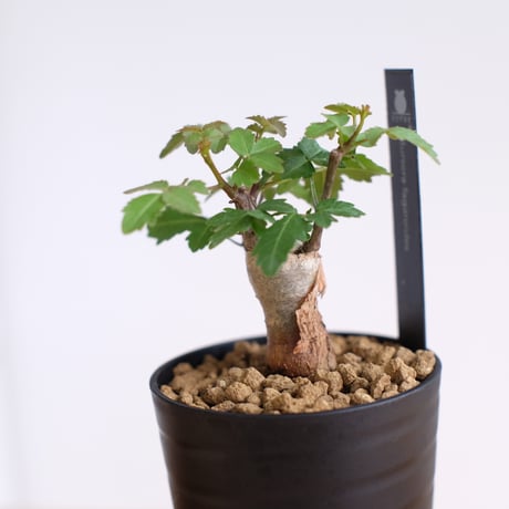 ブルセラ ファガロイデス / Bursera fagaroides / KN1547