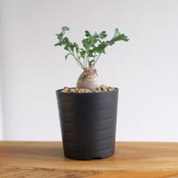 ペラルゴニウム パキポディウム / Pelargonium sp. cf. pachypodium / KN1391