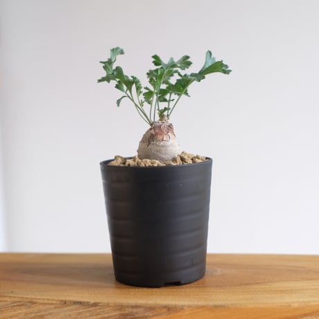 ペラルゴニウム パキポディウム / Pelargonium sp. cf. pachypodium / KN1391