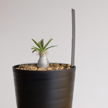 パキポディウム グラキリス / Pachypodium gracilius