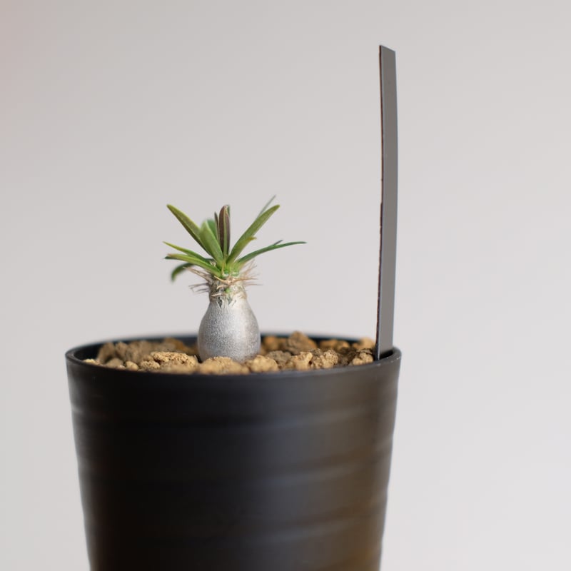 パキポディウム グラキリス / Pachypodium gracilius | 塊根植物 小苗