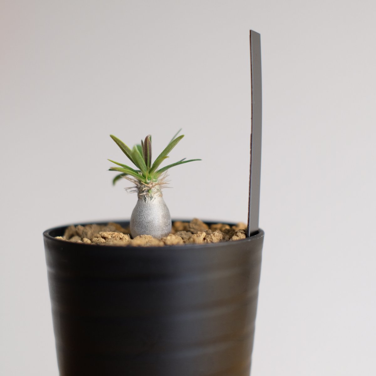 パキポディウム グラキリス / Pachypodium gracilius | 塊根植物