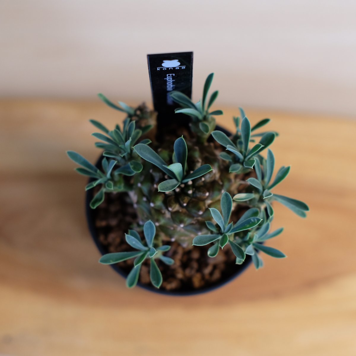 ユーフォルビア 峨眉山 / Euphorbia 'Gabisan' | 塊根植物 小苗専門店