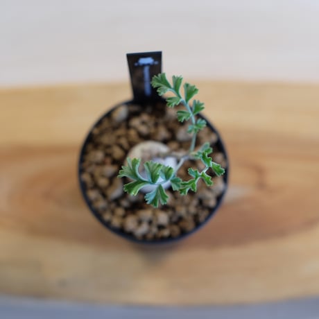 ペラルゴニウム パキポディウム / Pelargonium sp. cf. pachypodium