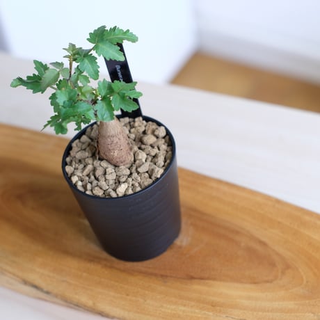 ブルセラ ファガロイデス / Bursera fagaroides / KN1537
