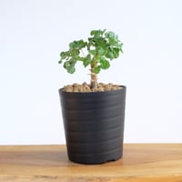 ペラルゴニウム ゼロフィトン / Pelargonium xerophyton / KN1412