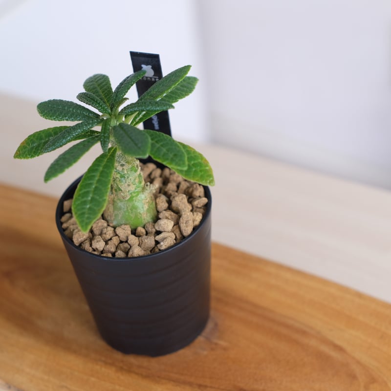 ドルステニア ギガス / Dorstenia gigas / KN1329 | 塊根植物 小苗