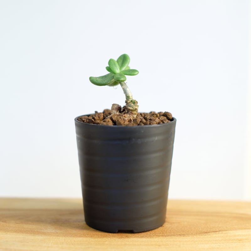 チレコドン スルフレウス / Tylecodon sulphureus | 塊根植物 小苗専門