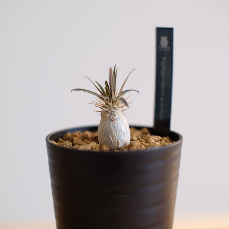 パキポディウム グラキリス / Pachypodium gracilius / KN1014 パキポディウム グラキリス / Pachypodium gracilius / KN1014