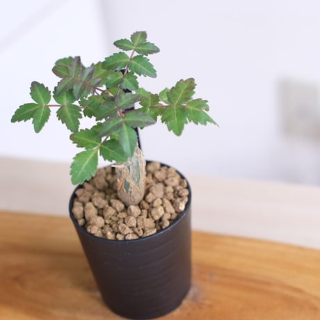 ブルセラ ファガロイデス / Bursera fagaroides / KN1285