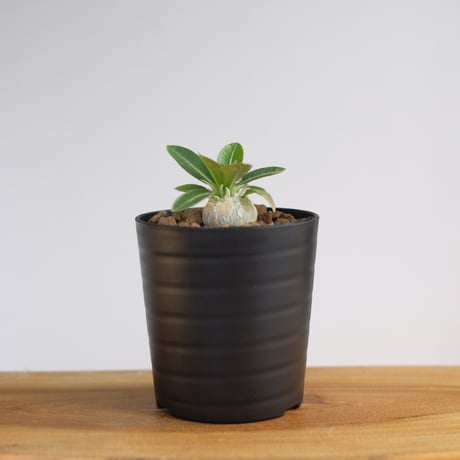 パキポディウム エブレネウム × グラキリス / Pachypodium eburneum × Pachypodium gracilius