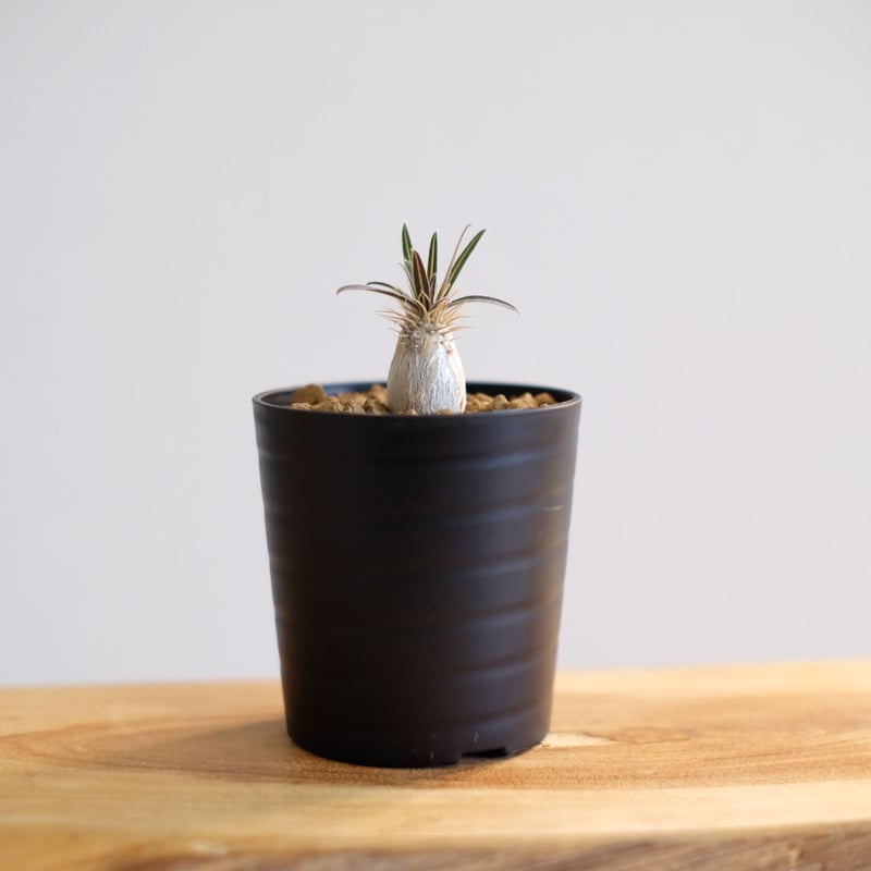 パキポディウム グラキリス / Pachypodium gracilius / KN1014 パキポディウム グラキリス / Pachypodium gracilius / KN1014