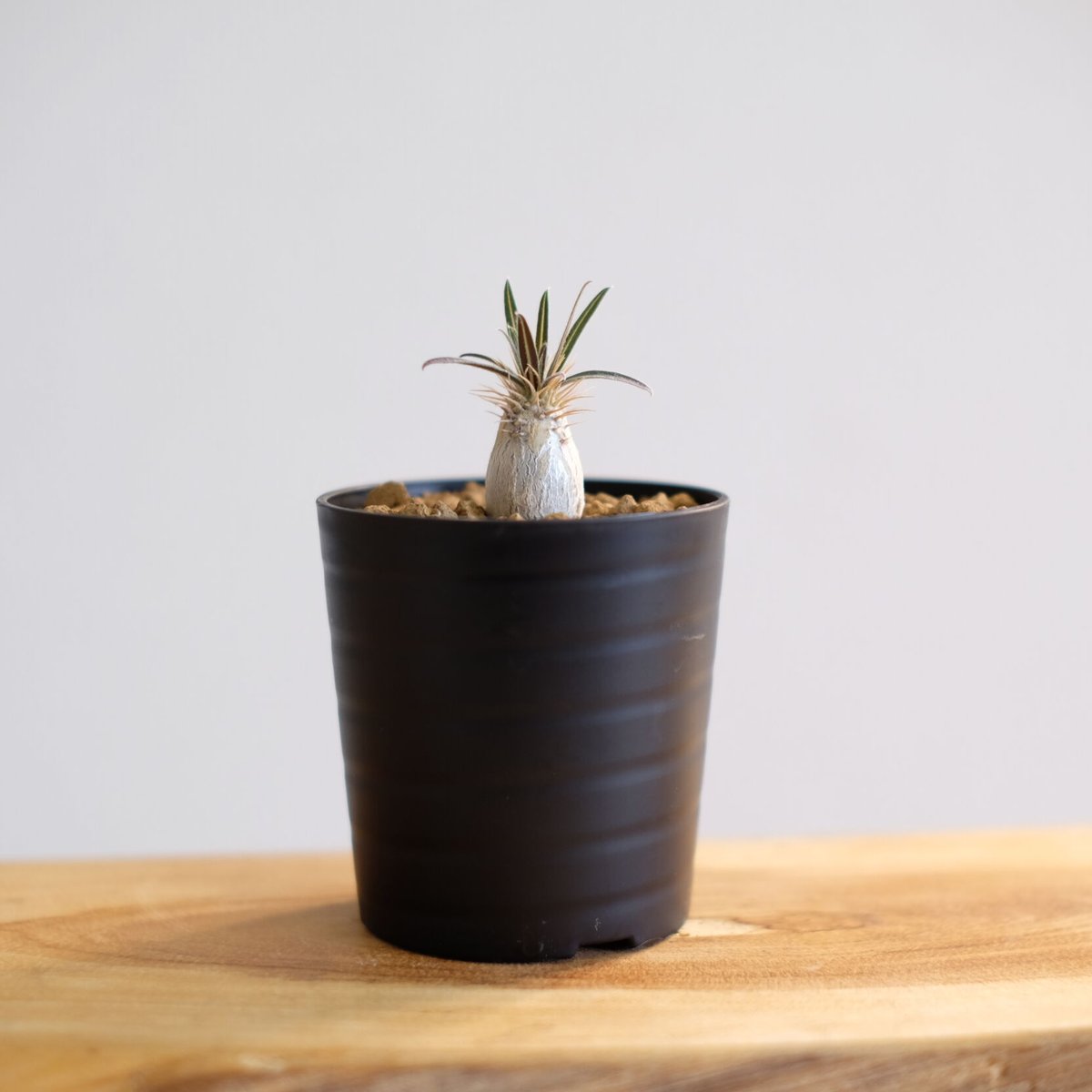 パキポディウム グラキリス / Pachypodium gracilius / KN1014 パキポディウム グラキリス / Pachypodium gracilius / KN1014